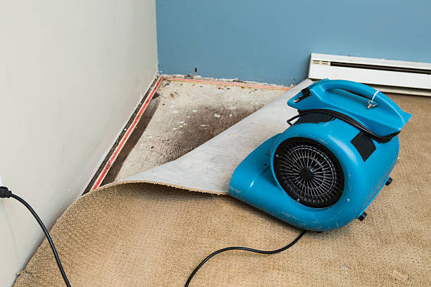 Best Mold removal after water damage  in Gladstone, MI